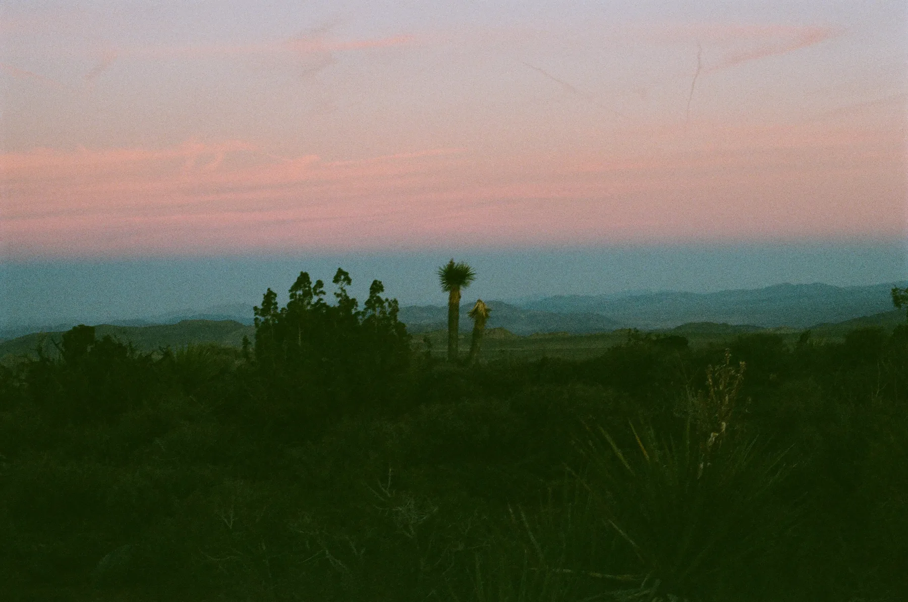 Shrub