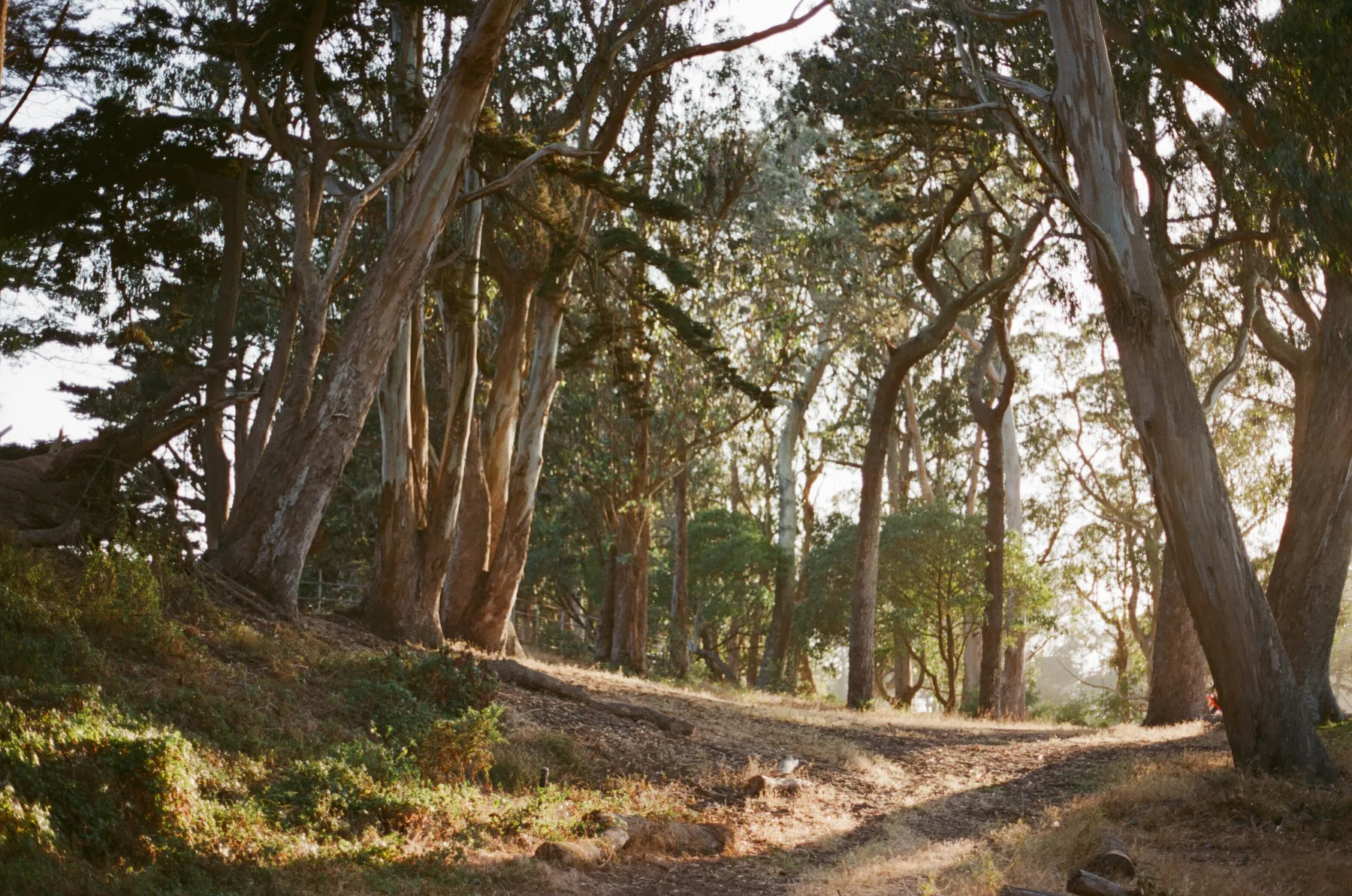 Trees
